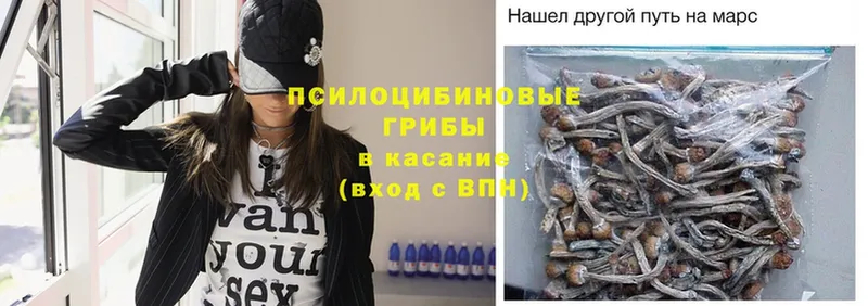 Галлюциногенные грибы Psilocybe  Канск 